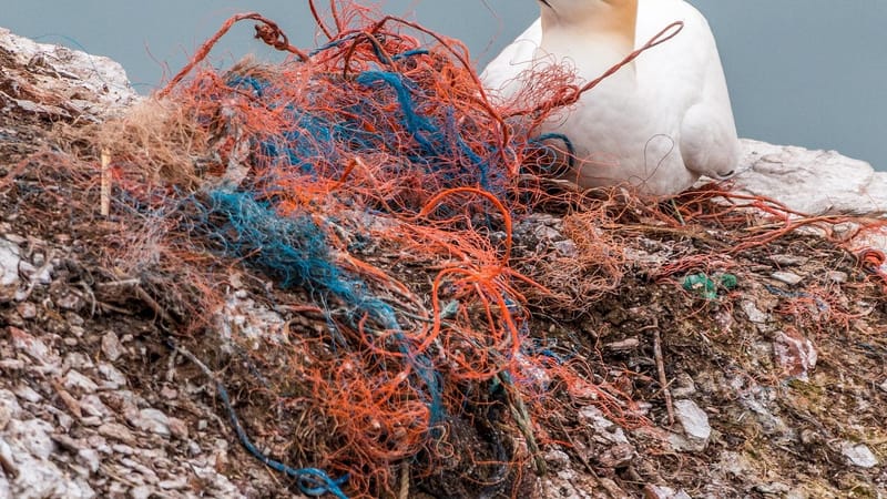 filet de sécurité, geisternetz, les déchets en plastique, la pollution marine, pollution environnementale, plastique, danger, vogelsterben, oiseaux de mer, felsenbrüter, matériel de nidification, helgoland, pollution, jeter des ordures, web, filet de pêche, plastique, pollution, pollution, pollution, pollution, pollution
