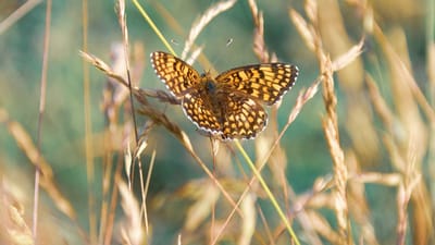 papillon, prairie, insecte, ailes, nature, faune, coloré, été, conservation, écosystème, écologie, jaune, fleur, fascinant, macro, habitat naturel, équilibre, paille, biodiversité, papillon de nuit