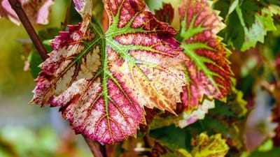 les feuilles vins, feuillage, feuilles, vigne, les plantes, viticulture, feuillage d'automne, nervures des feuilles, nature, fermer, vigne, vigne, vigne, vigne, vigne