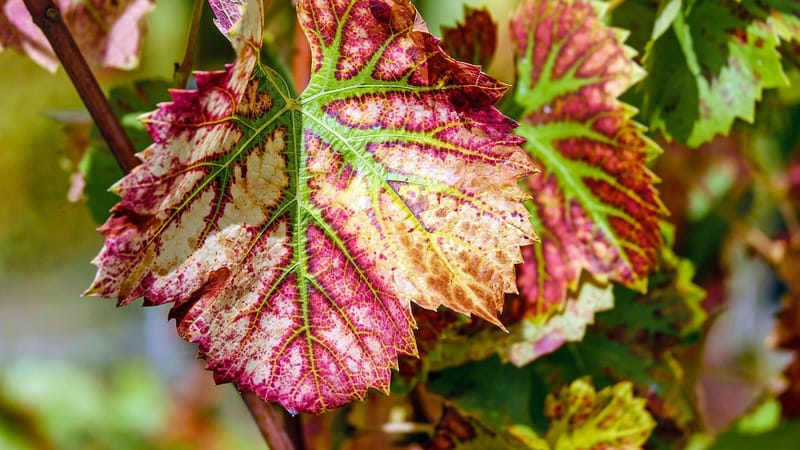 les feuilles vins, feuillage, feuilles, vigne, les plantes, viticulture, feuillage d'automne, nervures des feuilles, nature, fermer, vigne, vigne, vigne, vigne, vigne