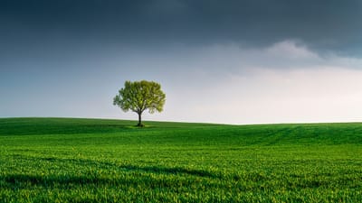 arbre, sur le terrain, paysage, lone tree, solitude, vert, gazon, prairie, nature, environnement, horizon, ciel, des nuages, scénique, journée de la terre