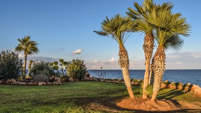 aménagement paysager, jardin, palmiers, nature, ciel, paysage, kapparis, chypre