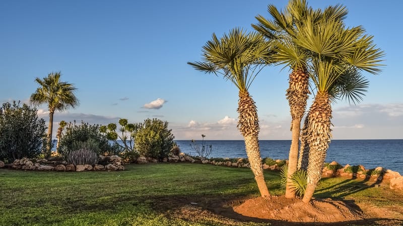 aménagement paysager, jardin, palmiers, nature, ciel, paysage, kapparis, chypre