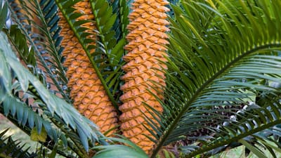 cycas, plantes, nature, jardin, à feuilles persistantes, aménagement paysager