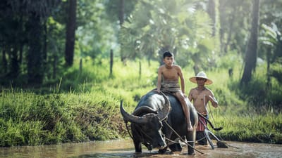 buffles d'eau, équitation, cultiver, fermier, agriculture, buffle, la main d'oeuvre, travaux agricoles, paddy, sur le terrain, les terres agricoles, traditionnel, culture, la campagne, rural, cambodge, laos, myanmar, thaïlande, indonésie, vietnam, asie, fermier, cambodge, laos, laos, laos, indonésie, indonésie, vietnam, vietnam, vietnam, vietnam, vietnam, asie, asie