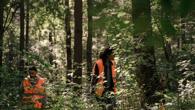 Deux travailleurs forestiers en gilets de haute visibilité inspectent une forêt luxuriante et dense pendant la journée.