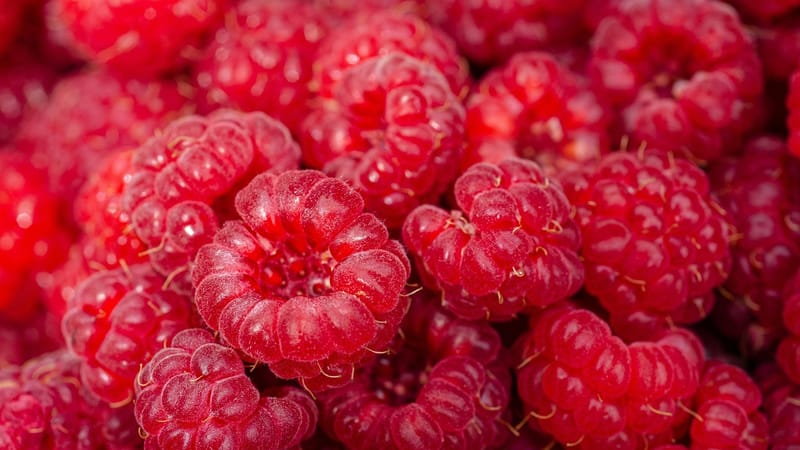 framboises, frais, en bonne santé, alimentation, fruit, récolter