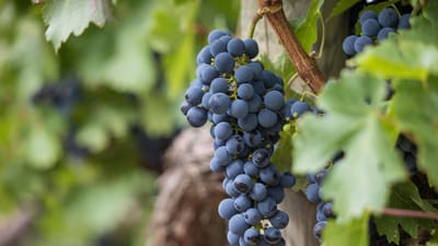 les raisins, vignes, vignoble, fruit, biologique, produire, récolter, viticulture, rebstock, cultivation, agriculture, nature, écologiquement, paysage, vigne, vin rouge, vignes, vignes, vignes, vignes, vignes, vigne, vigne, vin rouge, vin rouge, vin rouge, vin rouge