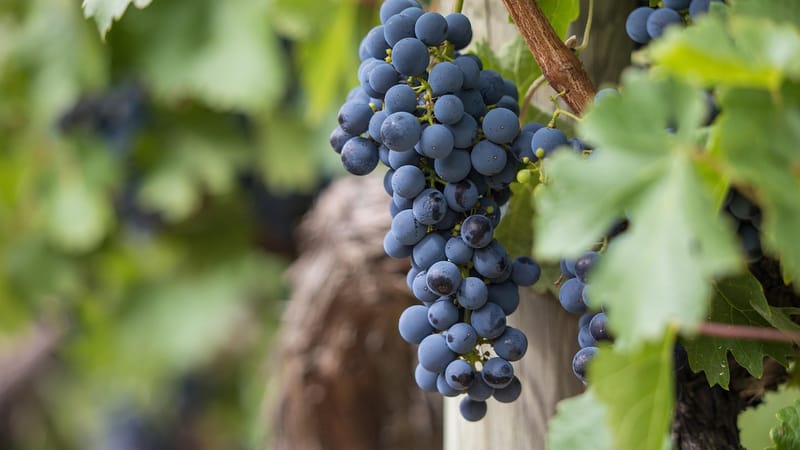 les raisins, vignes, vignoble, fruit, biologique, produire, récolter, viticulture, rebstock, cultivation, agriculture, nature, écologiquement, paysage, vigne, vin rouge, vignes, vignes, vignes, vignes, vignes, vigne, vigne, vin rouge, vin rouge, vin rouge, vin rouge