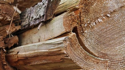 bois, tronc d'arbre, arbre, épicéa, bois de chauffage, forêt, la nature, tribu, chemin forestier, une succursale, écorce d'arbre, ressources, couper, foresterie, carburant, bûcheron, tronçonneuse, scie, grain de bois, stockage de bois, section, stock naturel