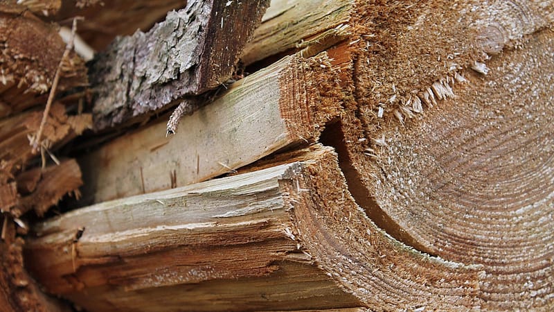 bois, tronc d'arbre, arbre, épicéa, bois de chauffage, forêt, la nature, tribu, chemin forestier, une succursale, écorce d'arbre, ressources, couper, foresterie, carburant, bûcheron, tronçonneuse, scie, grain de bois, stockage de bois, section, stock naturel