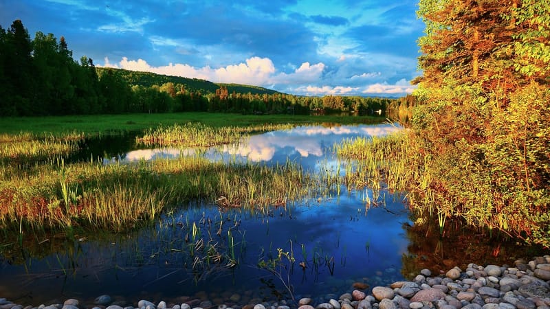 lac, des arbres, le marais, zone humide, ciel, des nuages, conifères, forêt, herbes, des pierres, conditions météorologiques, biodiversité, écologie, changement climatique, environnement, aquatique, réserve naturelle, ressource d'eau, écosystème, vacance, voyager, québec, nature, paysage