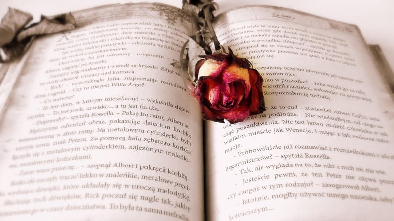 livre, une rose, rose, signet, livre ouvert, pages, chapitre, roman, lis, littérature, en train de lire, bookworm