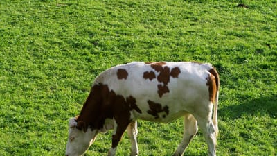 bétail blanc-brun, nature, animal, production de lait