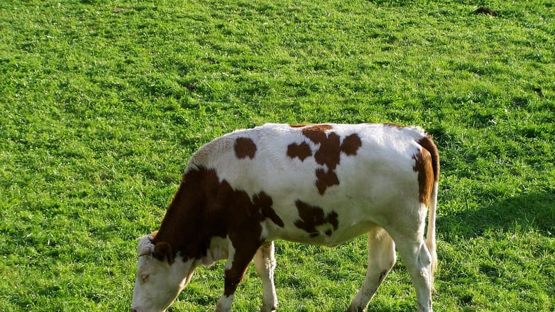 bétail blanc-brun, nature, animal, production de lait