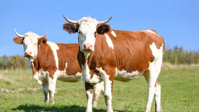 vaches au pâturage, le lait, bovins à viande, cultiver, laitiers, l'été, domaine, animaux, nature, gazon, ciel bleu, reproduction, coupler, polyana, montagnes, journée ensoleillée, europe, pologne, prairie, vert, agriculture, animaux domestiques, production, liberté, vache, vaches, vache, vache, vache, vache, vache, vaches, vaches, vaches