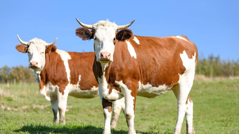vaches au pâturage, le lait, bovins à viande, cultiver, laitiers, l'été, domaine, animaux, nature, gazon, ciel bleu, reproduction, coupler, polyana, montagnes, journée ensoleillée, europe, pologne, prairie, vert, agriculture, animaux domestiques, production, liberté, vache, vaches, vache, vache, vache, vache, vache, vaches, vaches, vaches
