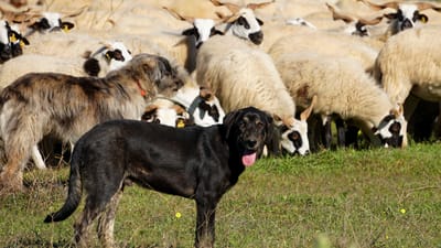 chien, animal, nature, chien de berger, le mouton, élevage ovin, pâturage, peau de mouton, troupeau de moutons, agneau, laine, animal de compagnie, animaux de la ferme, agriculture, animaux, pâturer, production de laine, prairie, gazon, troupeau