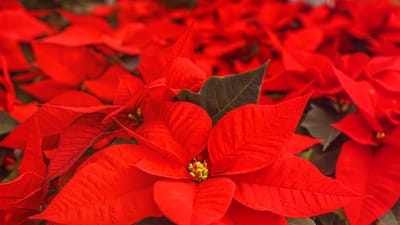 étoile de noël, étoile de l'avent, étoile du christ, poinsettia, plante ornementale, rouge, famille d'asclépiades, les espèces végétales, noël, la nature, hiver, saison de l'avent, poinsettia, poinsettia, poinsettia, poinsettia, poinsettia