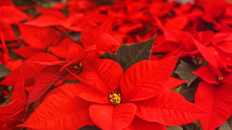 étoile de noël, étoile de l'avent, étoile du christ, poinsettia, plante ornementale, rouge, famille d'asclépiades, les espèces végétales, noël, la nature, hiver, saison de l'avent, poinsettia, poinsettia, poinsettia, poinsettia, poinsettia