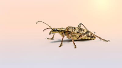 scarabée, insecte, longicorne à points noirs, rhagium mordax, macro, charançon, printemps, animal, faune, entomologiste, la biologie, environnement, invertébré, forêt, nature