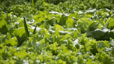 légumes, jardinier, potager, salade, jardinier, potager, potager, potager, potager, potager