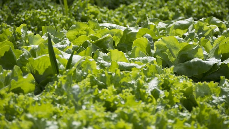 légumes, jardinier, potager, salade, jardinier, potager, potager, potager, potager, potager