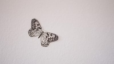 wall, white wall, interior, fond d'écran hd, background, white background, structure, room, room wall, design, architecture, papillon, black butterfly, sticker, black sticker, wall sticker, fond d'écran