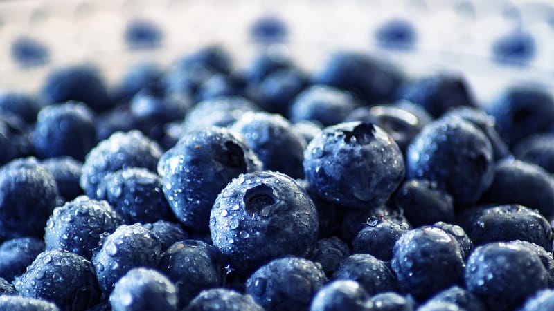 myrtilles, fruit, en bonne santé, nutrition, aliments, frais, vitamines, baies, myrtilles, myrtilles, myrtilles, fruit, fruit, fruit, fruit, fruit, nutrition