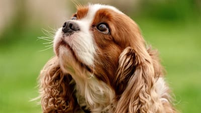 chien, épagneul, portrait, poilu, pelouse, regard vers le haut, cavalier king charles spaniel, mignon, animal de compagnie, blanc, brun, race de chien, détendu, animal, regard, curieux, jour ensoleillé, portrait d'animal