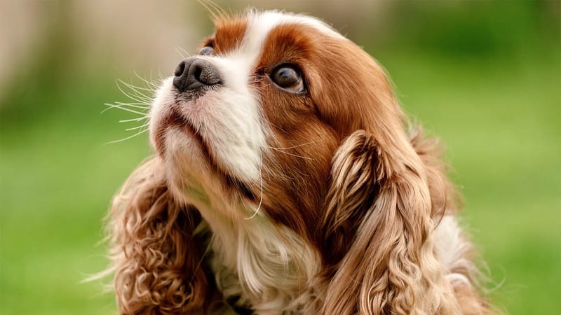 chien, épagneul, portrait, poilu, pelouse, regard vers le haut, cavalier king charles spaniel, mignon, animal de compagnie, blanc, brun, race de chien, détendu, animal, regard, curieux, jour ensoleillé, portrait d'animal