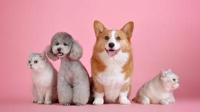 animaux domestiques, cat, chien, animaux, mammifères, animal de compagnie, canin, nature, félin, animal, copains