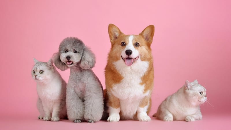 animaux domestiques, cat, chien, animaux, mammifères, animal de compagnie, canin, nature, félin, animal, copains