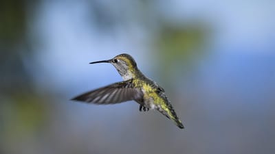 colibri, oiseau, en volant, le colibri d'anna, oiseau femelle, animal, oiseau sauvage, faune, ailes, plumes, plumage, le bec, nature, photographie d'oiseaux, la photographie de la nature, photographie animalière, observation des oiseaux, colibri, colibri, colibri, colibri, colibri