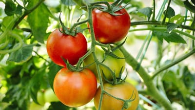 tomates, plant de tomate, jardin, potager, nature, horticulture