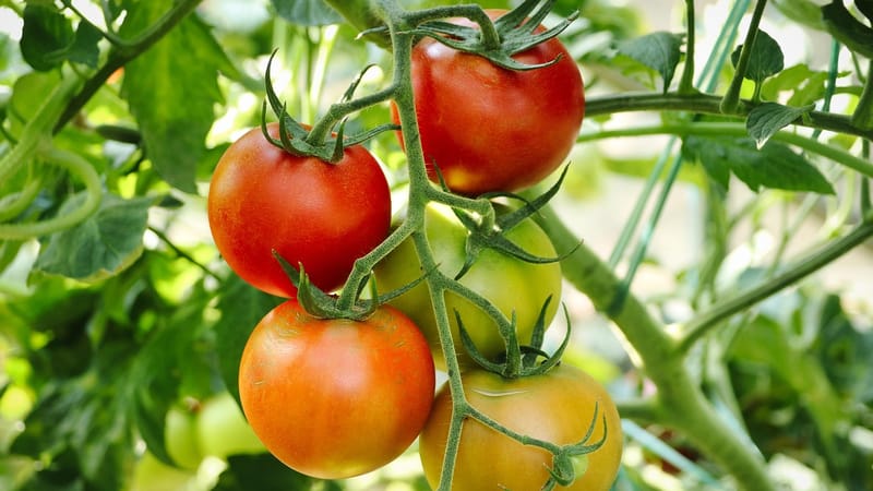 tomates, plant de tomate, jardin, potager, nature, horticulture