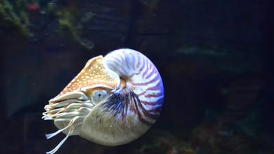 nautile, aquarium, poisson, les poissons d'aquarium, plongée sous-marine, récifs, océan, mer, nature, ocean