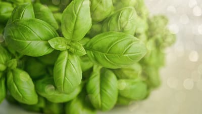 basilic, vert, herbe, aliments, frais, alimentaire vert, basilic, basilic, basilic, basilic, basilic