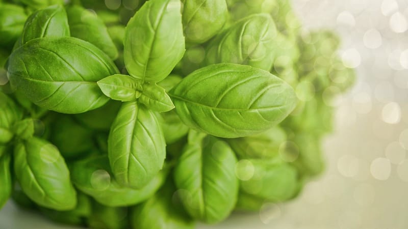 basilic, vert, herbe, aliments, frais, alimentaire vert, basilic, basilic, basilic, basilic, basilic