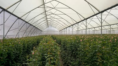 Une grande serre remplie de roses roses en fleurs, mettant en valeur les pratiques de horticulture moderne.