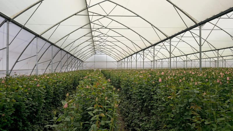 Une grande serre remplie de roses roses en fleurs, mettant en valeur les pratiques de horticulture moderne.