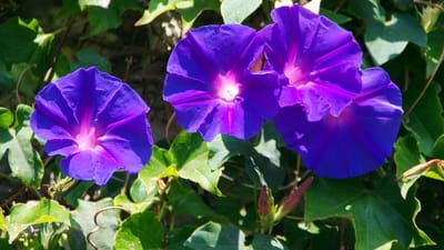 volubilis, convolvulacée, fleur bleue, violette, jardinerie, fleurs violettes, pétales, floraison, nature, botanique, feuillage, couleur, corolle, volubilis, volubilis, volubilis, jardinerie, jardinerie, jardinerie, jardinerie, jardinerie