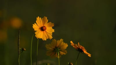fleurs, geumgye-guk, sur le terrain, vent, fond d'écran fleur, flore, flower background, belles fleurs, plantes, nature