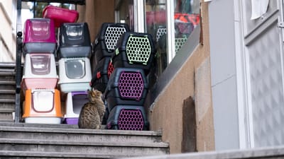 boîte à chat, transporteur, cat, animal de compagnie, domicile, animal, animalerie