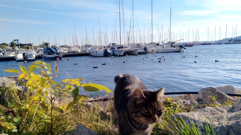 Saint-Chamas — Chat sur le Port de Saint Chamas