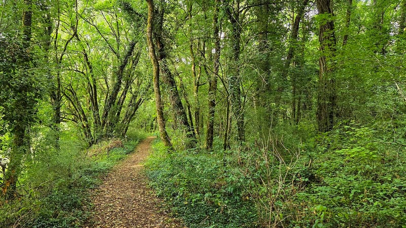 Dannemarie-sur-Crète — Dannemarie-sur-Crète, le sentier botanique