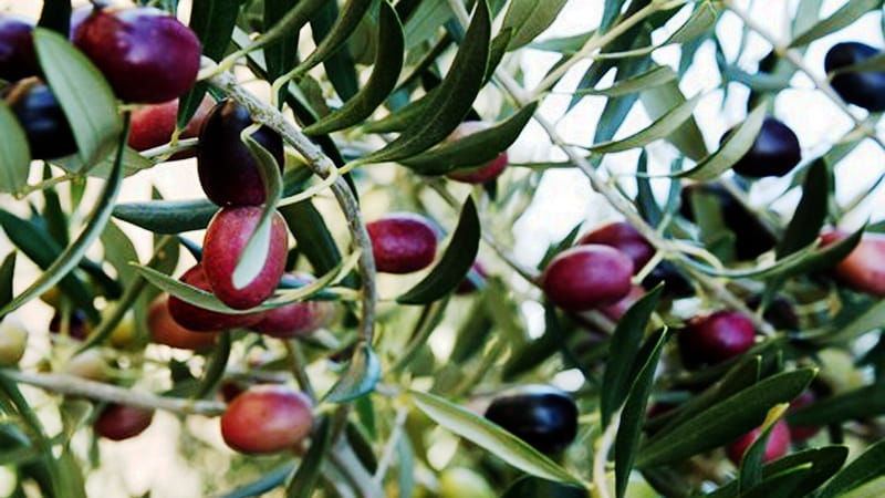 Rodilhan — Rodilhan Olives tournantes