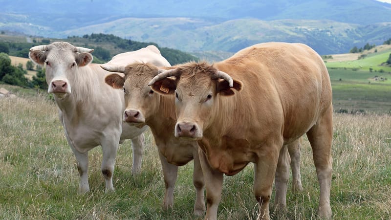 Montoire-sur-le-Loir — Bœufs fermiers du Maine