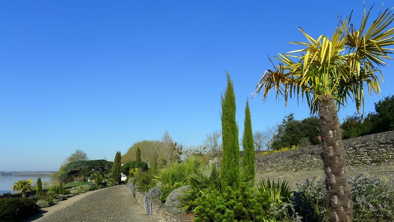 Sainte-Gemmes-sur-Loire — P1320083 49 Ste Gemme sur Loire jardin méditerranéen rwk