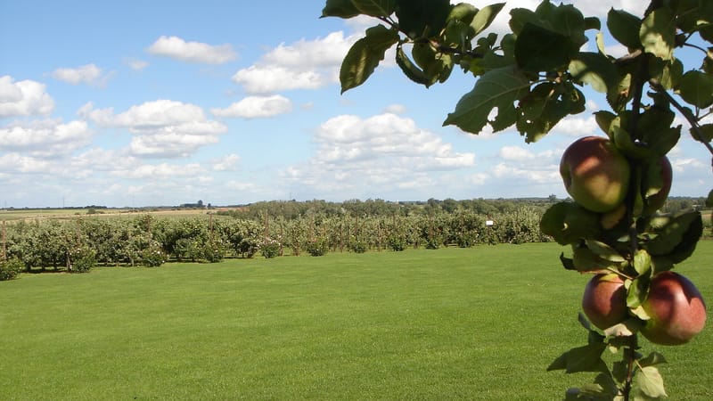 Le Quesnoy — Le Quesnoy - vue sur verger